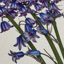 Load image into Gallery viewer, Bluebells Greeting Card
