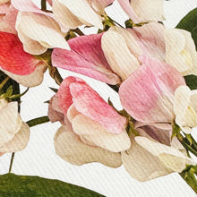 Load image into Gallery viewer, Pink Sweet Peas Greeting Card
